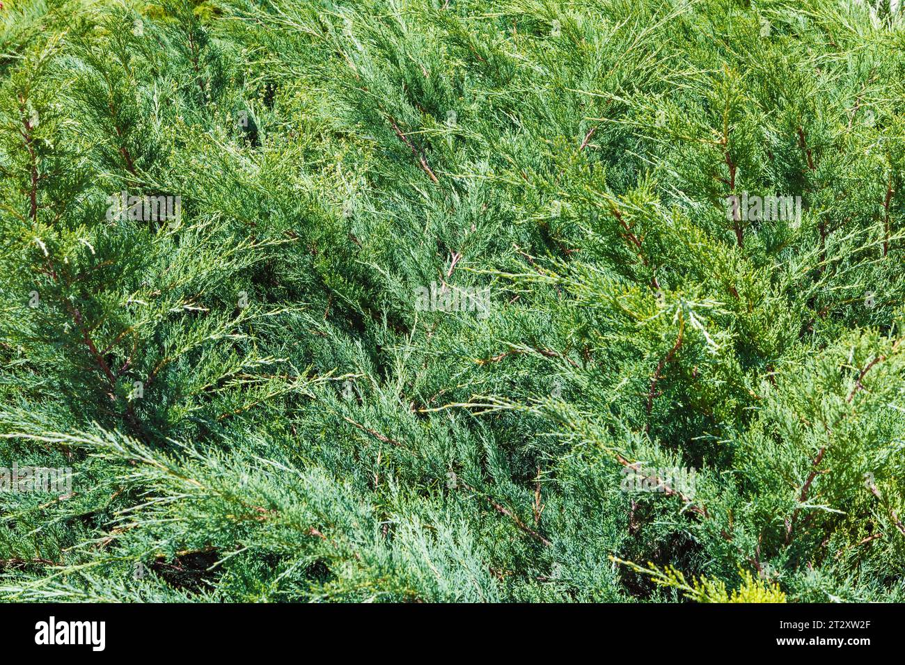 Texture sfondo di una foglia di pianta per sovrapposizione o texture design Foto Stock