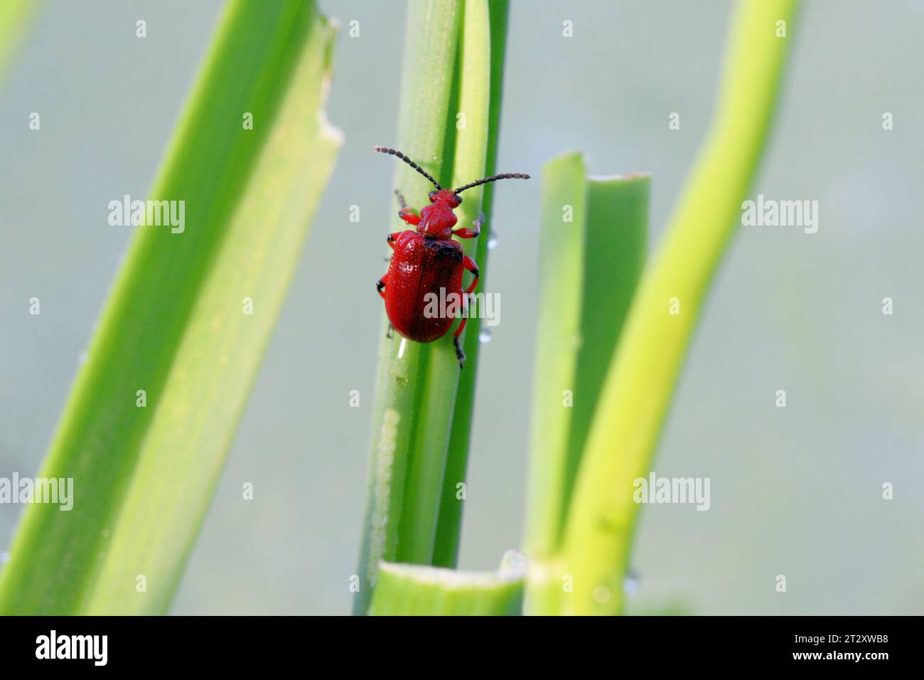 Coleottero cipolla, il nome latino è Lilioceris merdigera. Uno scarabeo della famiglia Chrysomelidae, comunemente noto come coleotteri a foglia, un parassita di cipolle, erba cipollina, porri... Foto Stock