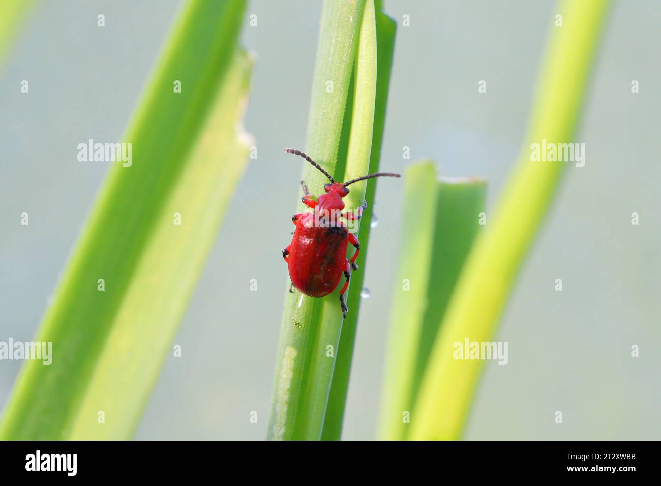 Coleottero cipolla, il nome latino è Lilioceris merdigera. Uno scarabeo della famiglia Chrysomelidae, comunemente noto come coleotteri a foglia, un parassita di cipolle, erba cipollina, porri... Foto Stock