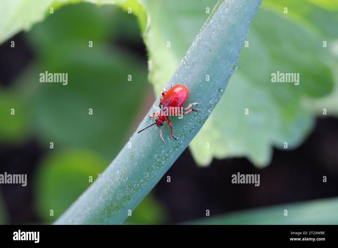 Coleottero cipolla, il nome latino è Lilioceris merdigera. Uno scarabeo della famiglia Chrysomelidae, comunemente noto come coleotteri a foglia, un parassita di cipolle, erba cipollina, porri... Foto Stock