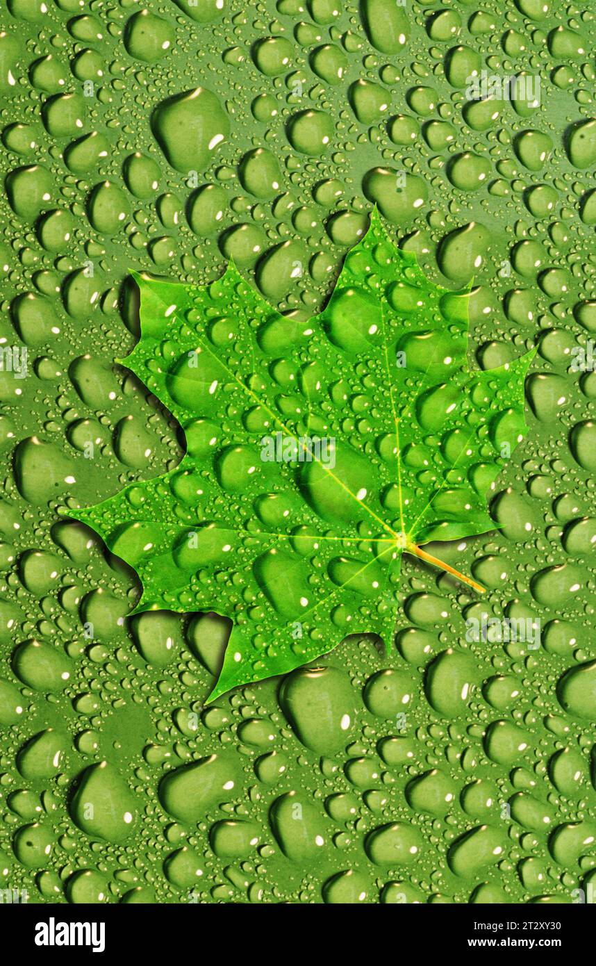 foglie verdi e gocce d'acqua verde composito Foto Stock