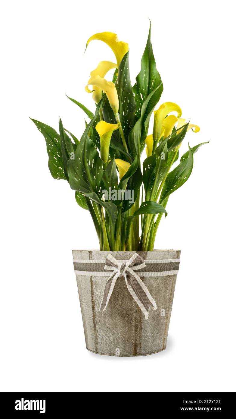 Pianta di calla gialla in vaso isolata su sfondo bianco Foto Stock