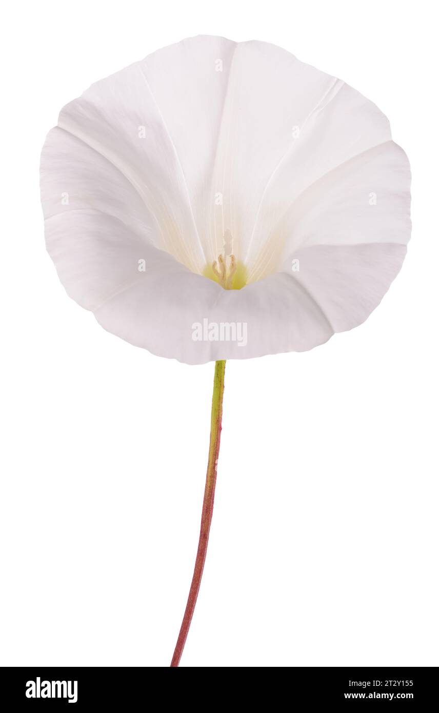 Fiore di Bindweed isolato su sfondo bianco Foto Stock