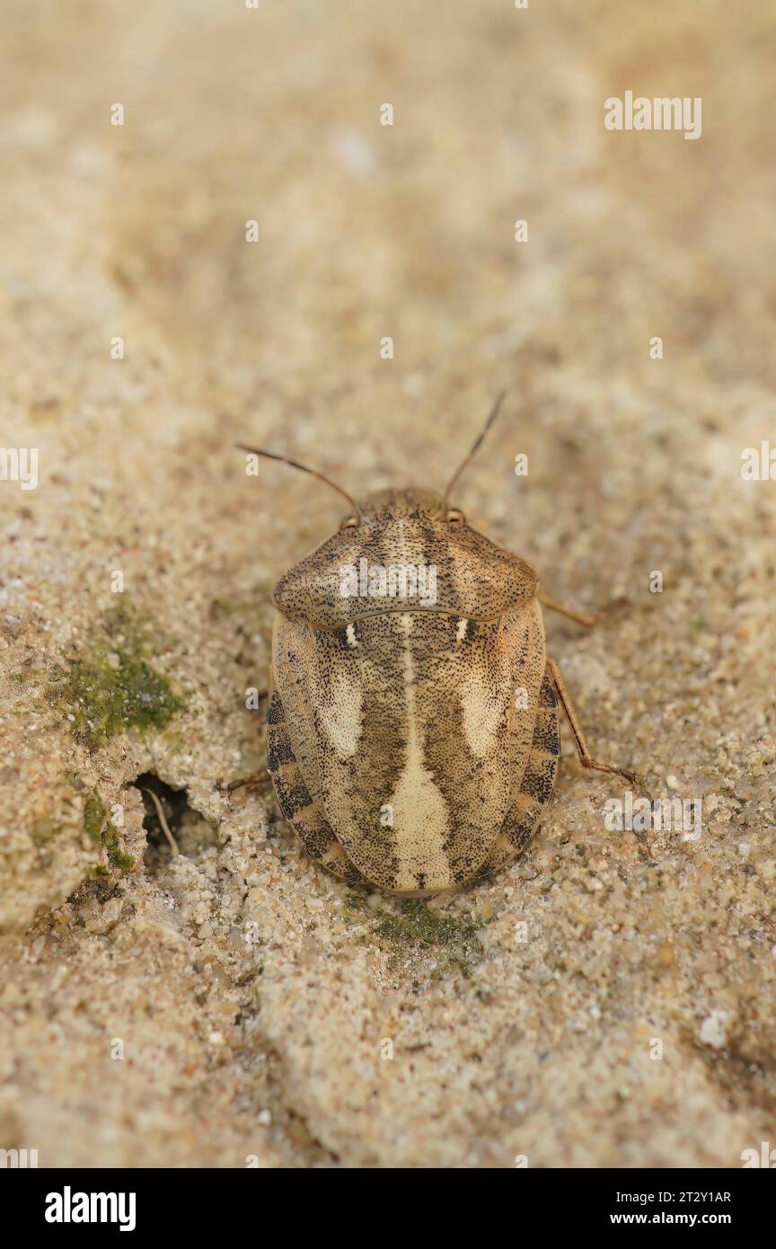 Dettaglio primo piano su un bug di scudo tartaruga marrone adulto, Eurgygaster testudinaria seduta su una pietra Foto Stock