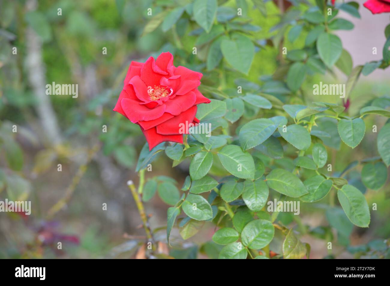 Bellezza fioritura eleganza floreale petali passionali Rose Garden meraviglie emblema dell'amore sensazione Scarlatto simbolo dell'amore senza tempo fiori profumati romantico Foto Stock