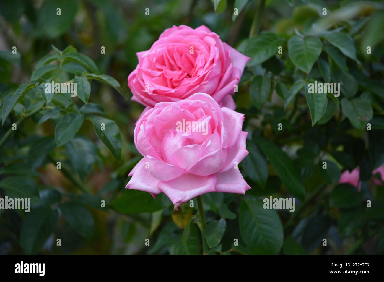 Bellezza fioritura eleganza floreale petali passionali Rose Garden meraviglie emblema dell'amore sensazione Scarlatto simbolo dell'amore senza tempo fiori profumati romantico Foto Stock