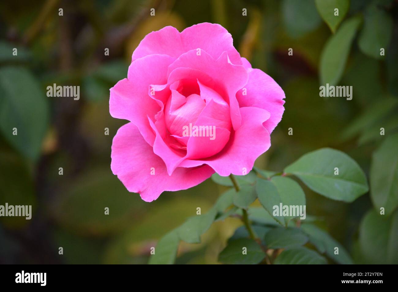 Bellezza fioritura eleganza floreale petali passionali Rose Garden meraviglie emblema dell'amore sensazione Scarlatto simbolo dell'amore senza tempo fiori profumati romantico Foto Stock