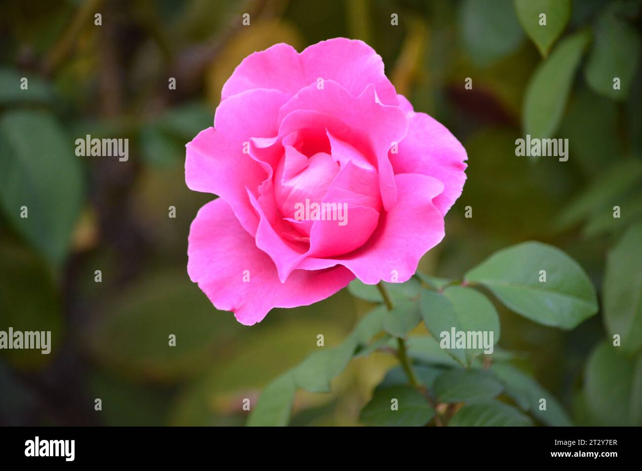 Bellezza fioritura eleganza floreale petali passionali Rose Garden meraviglie emblema dell'amore sensazione Scarlatto simbolo dell'amore senza tempo fiori profumati romantico Foto Stock