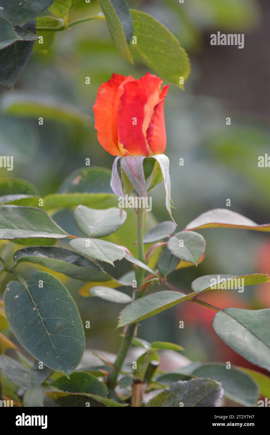 Bellezza fioritura eleganza floreale petali passionali Rose Garden meraviglie emblema dell'amore sensazione Scarlatto simbolo dell'amore senza tempo fiori profumati romantico Foto Stock
