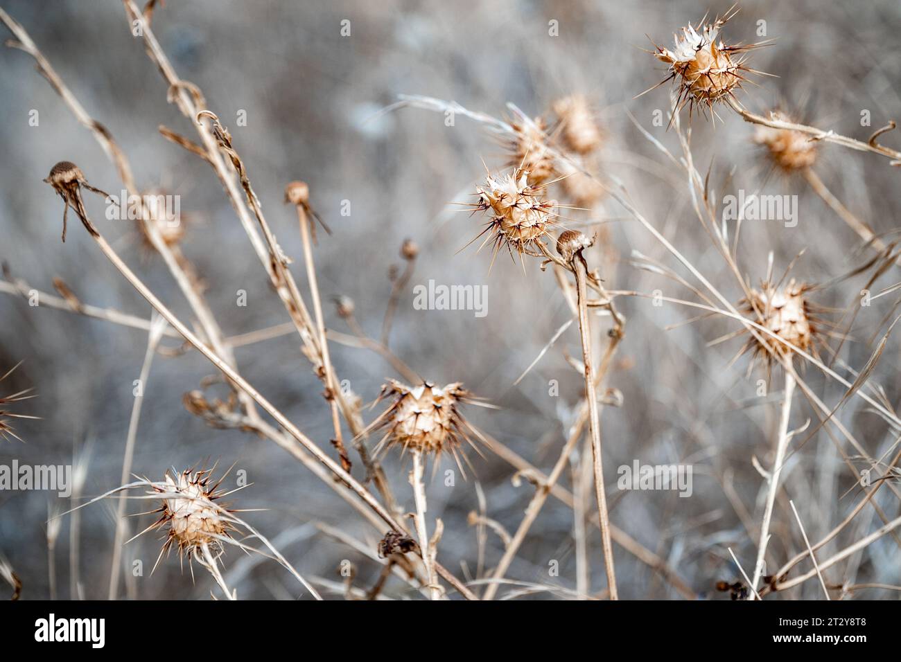 un'immagine da sfondo di una scena naturale invernale di semi spinosi e piante secche Foto Stock