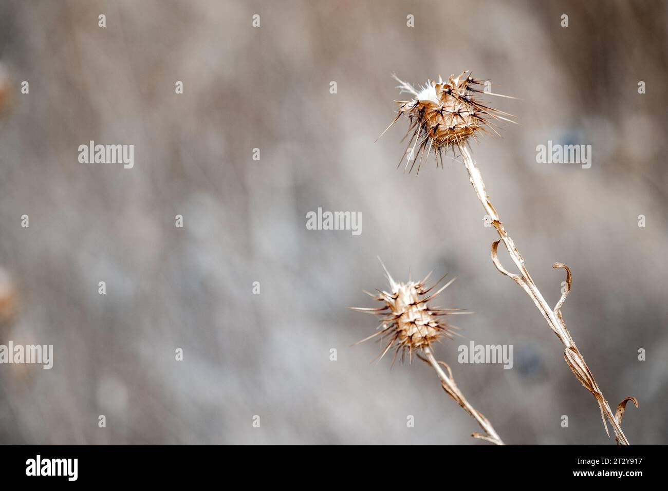 semi spinosi isolati durante la stagione invernale sfondo desktop Foto Stock