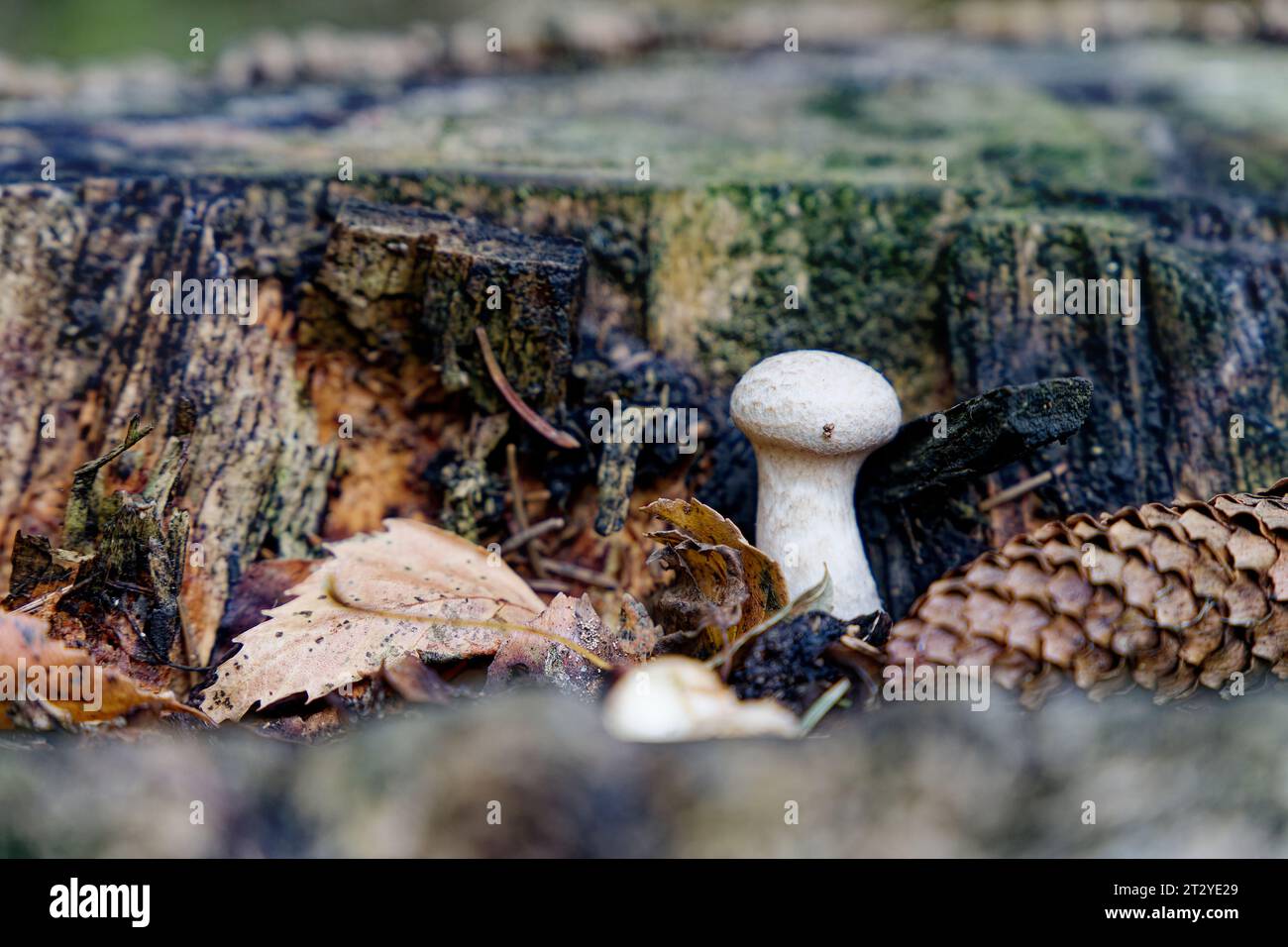 piccolo fungo su un tronco nella foresta dopo la pioggia autunnale Foto Stock