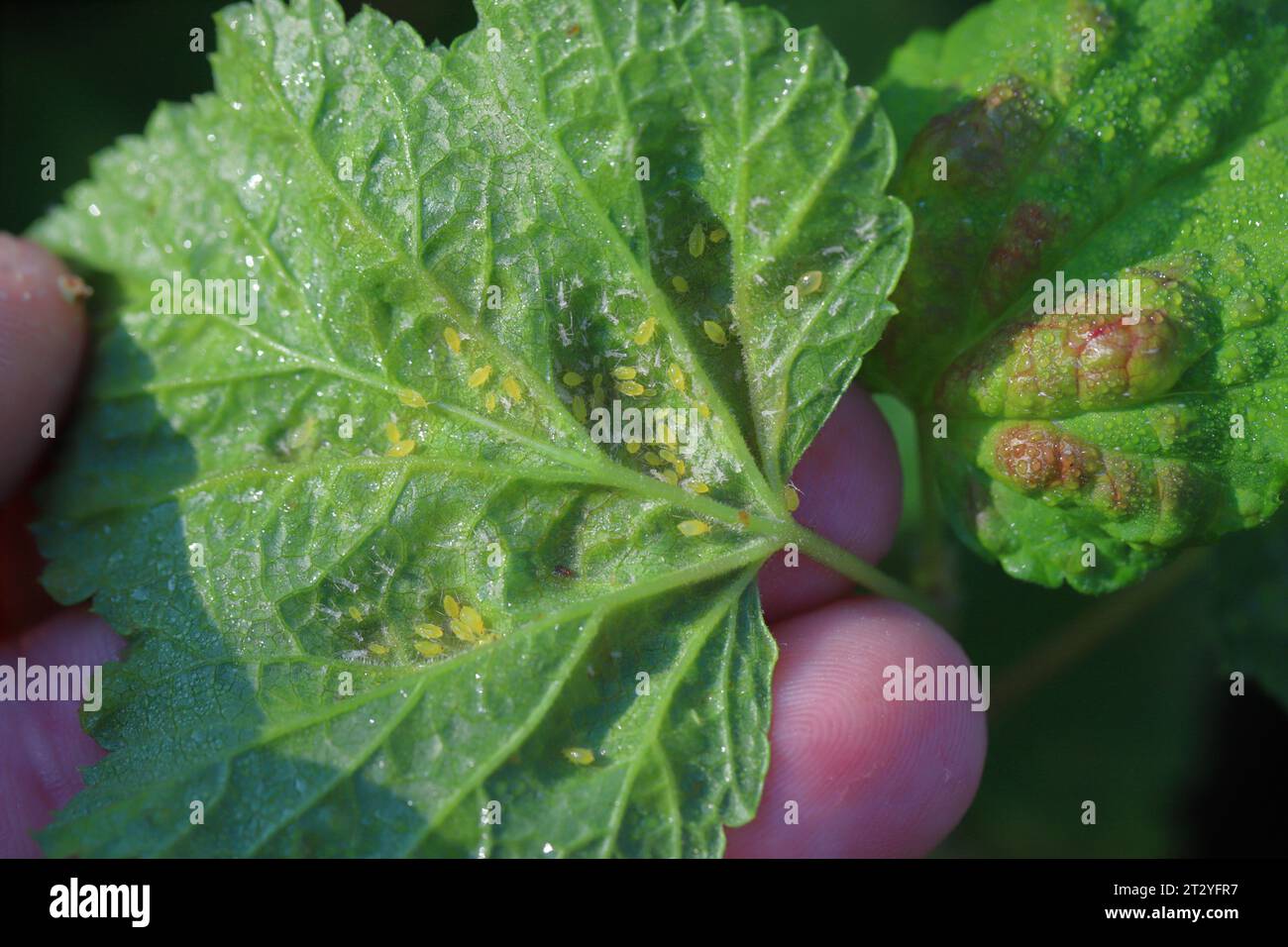 Foglie di ribes abitate da aphid blister di ribes rosso (il nome latino è Cryptomyzus ribis). Foto Stock