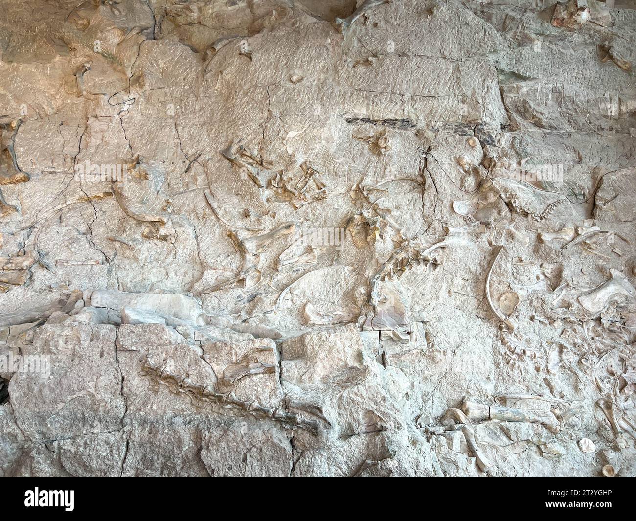 Vernal, UT USA - 7 giugno 2023: Antiche ossa di dinosauri incastonate nella roccia in una mostra al Dinosaur National Monument vicino Vernal, Utah. Foto Stock