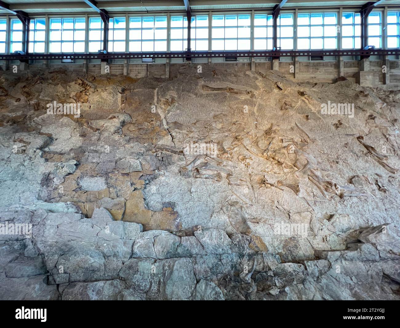 Vernal, UT USA - 7 giugno 2023: Antiche ossa di dinosauri incastonate nella roccia in una mostra al Dinosaur National Monument vicino Vernal, Utah. Foto Stock