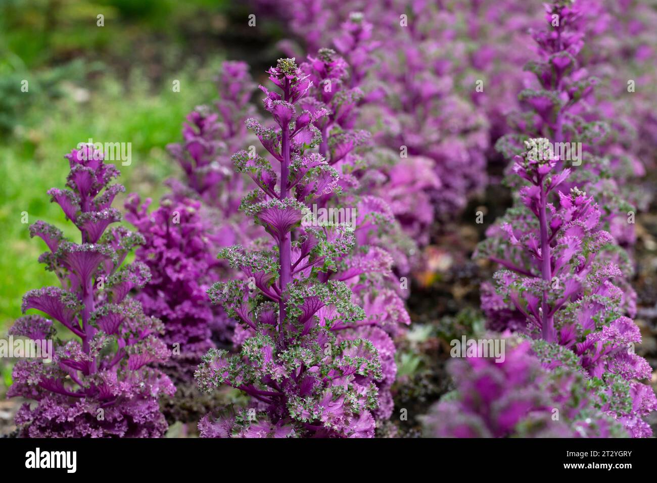 Cavolo ornamentale (Brassica oleracea, sin Brassica oleracea var. Acephala), cespugli di piante verdi-viola Brassica oleracea su un letto di fiori, primo piano Foto Stock