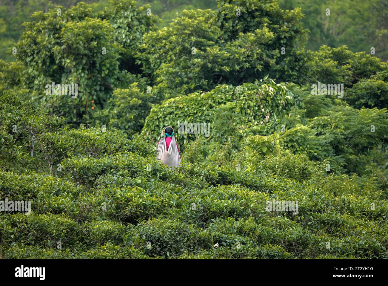 Lavoratrice del tè che raccoglie foglie di tè dalla piantagione di tè. Questa foto è stata scattata da Chittagong, Bangladesh. Foto Stock