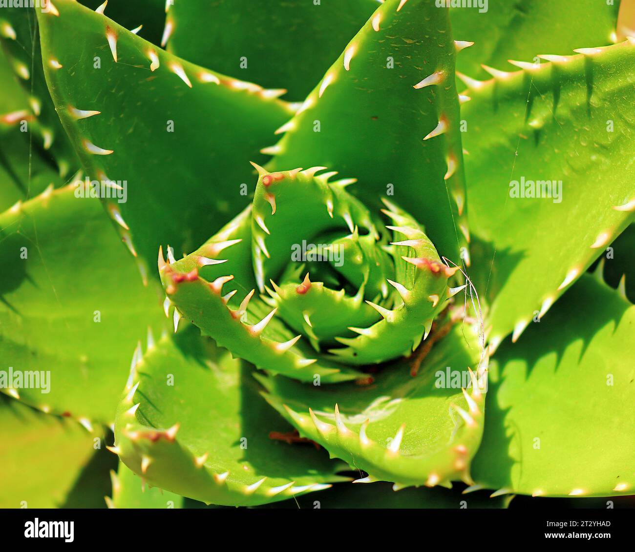Macro dettaglio della pianta verde foglia di cactus con spine affilate Foto Stock