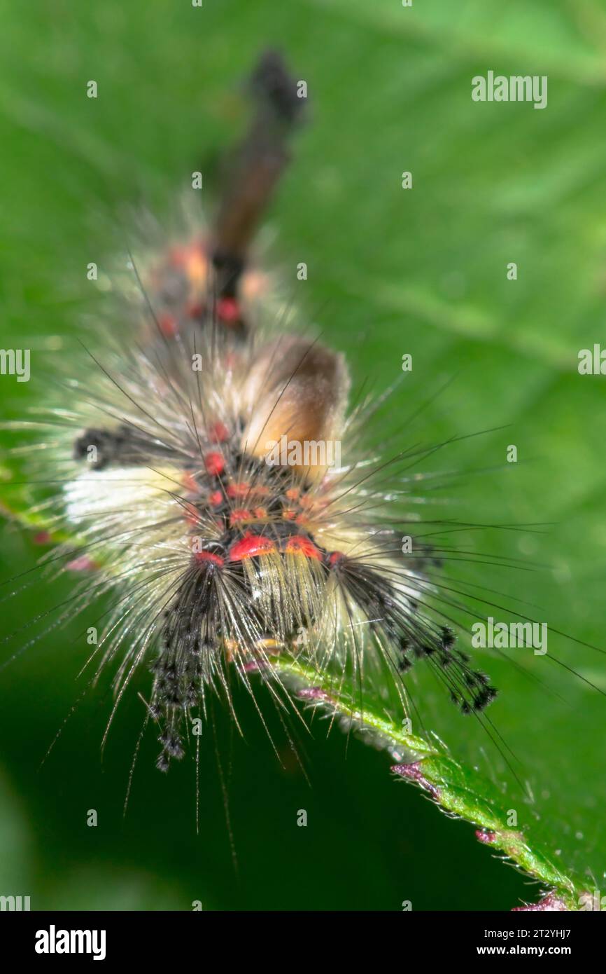 Caterpillar di Vapourer Moth (Orgyia antiqua) Lymantridae. Sussex, Regno Unito Foto Stock