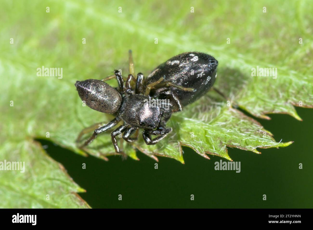 Coppia di accoppiamento Spider (Heliophanus flavipes) per ponticello solare comune. Salticidae. Sussex, Regno Unito Foto Stock