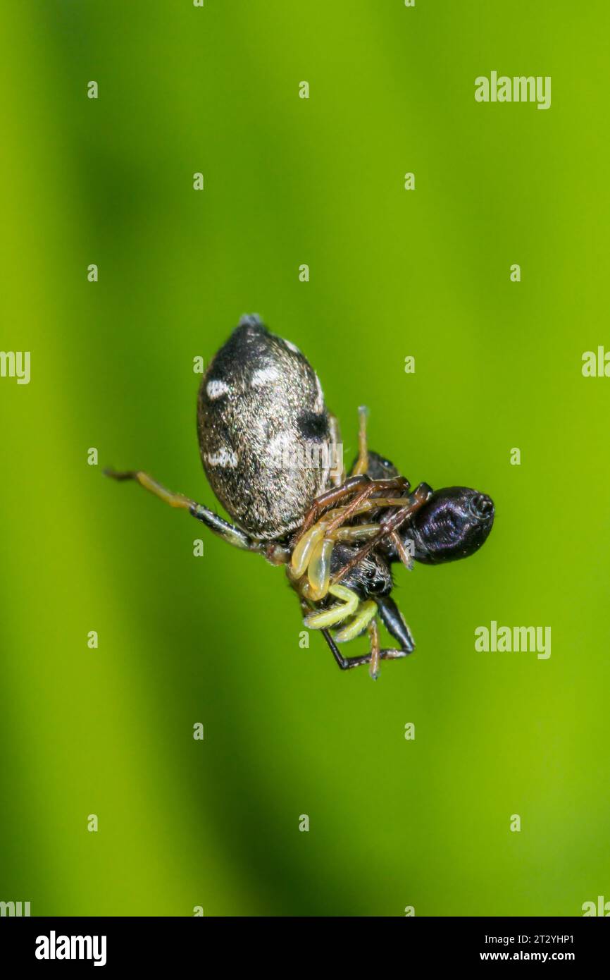 Coppia di accoppiamento Common Sun jumper Spider (Heliophanus flavipes) sospeso con seta. Salticidae. Sussex, Regno Unito Foto Stock
