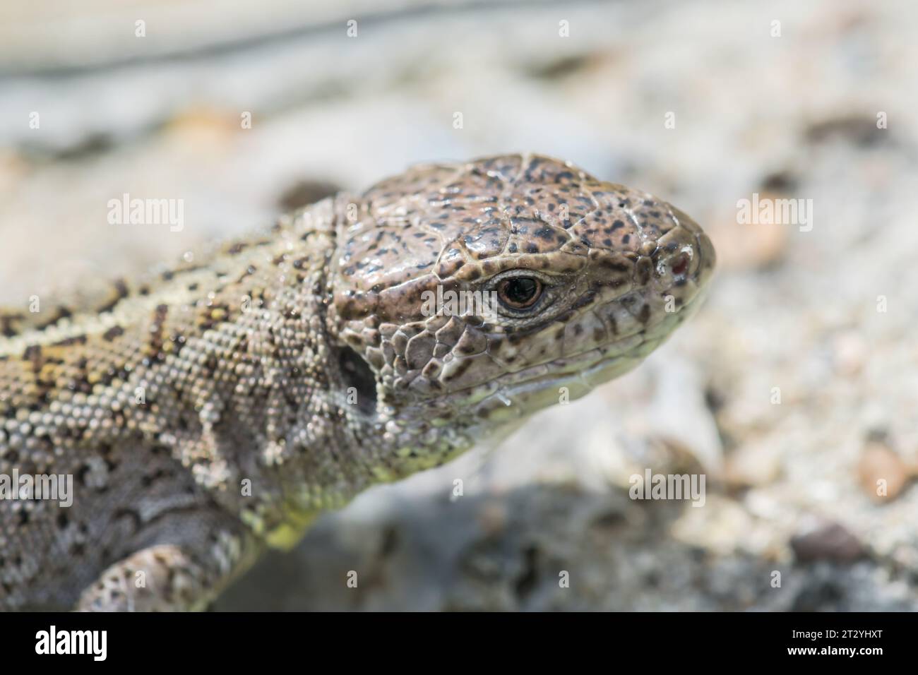Lizard di sabbia femminile (Lacerta sp) Lacertidae. Sussex, Regno Unito Foto Stock