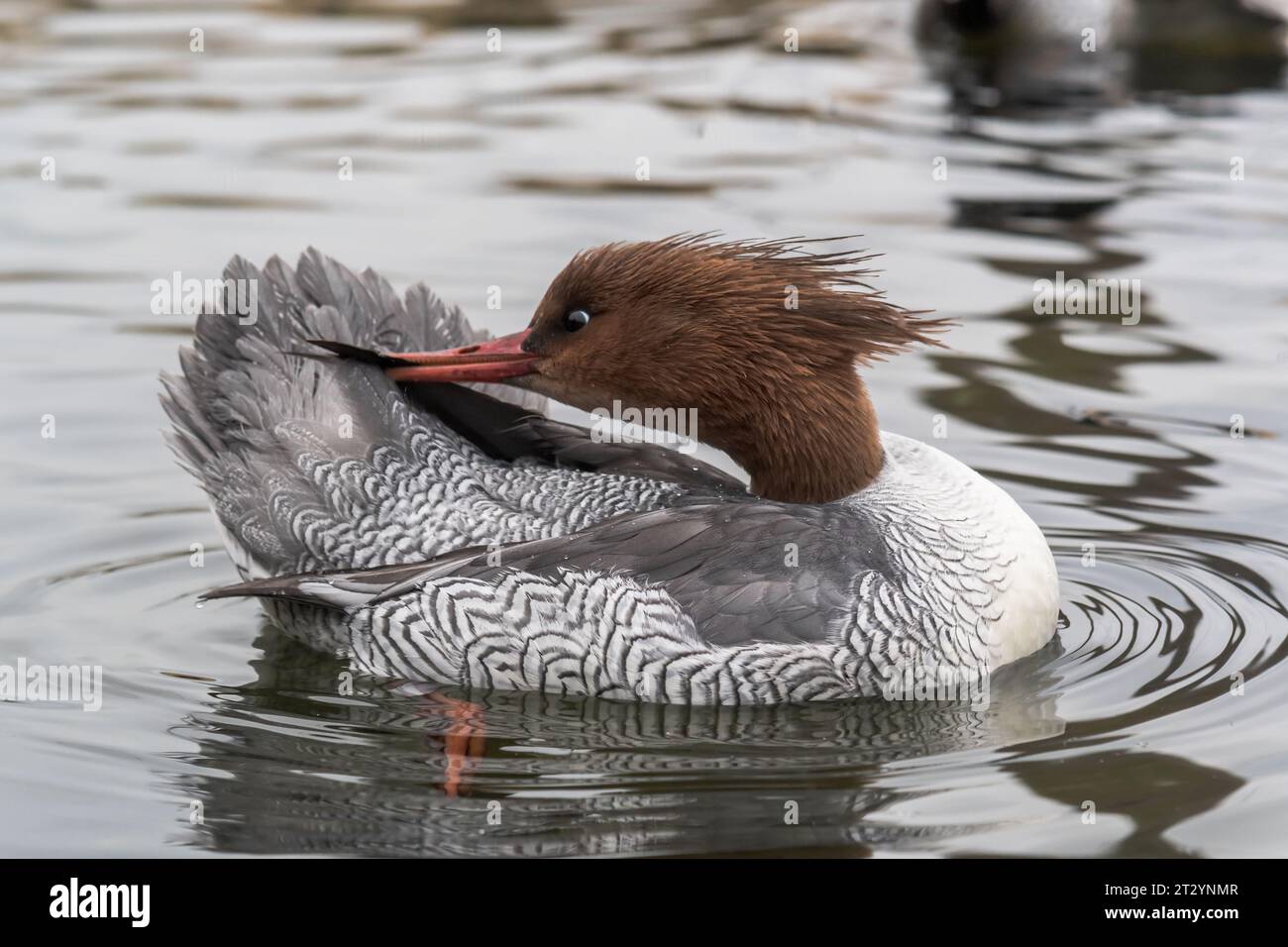 Merganser con lati scalari femmina o Merganser preening cinese (Mergus squamatus). Anatidae. Arundel Wetland Centre Foto Stock