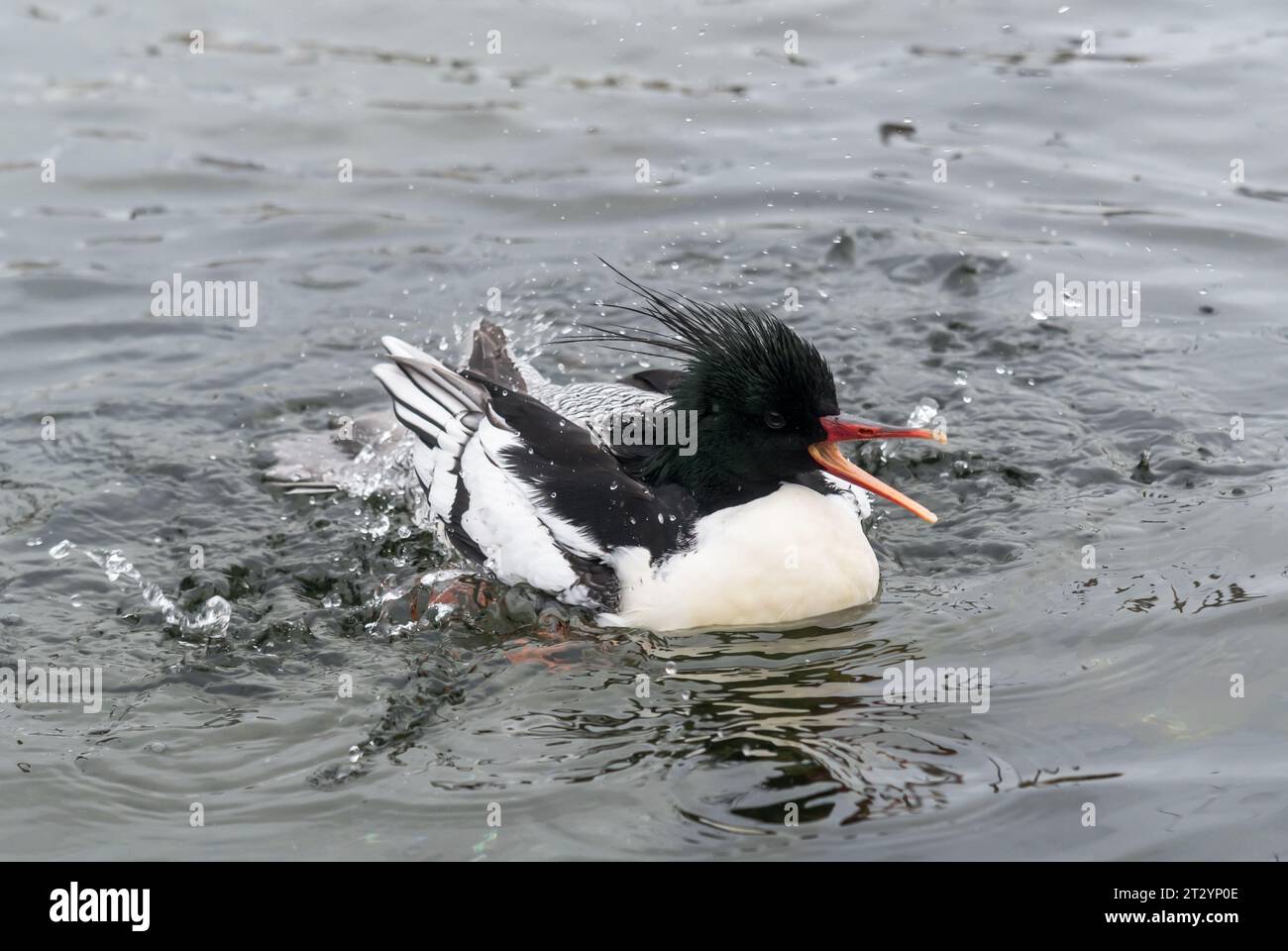 Merganser con lati scalari maschio o Merganser cinese (Mergus squamatus). Anatidae. Arundel Wetland Centre Foto Stock