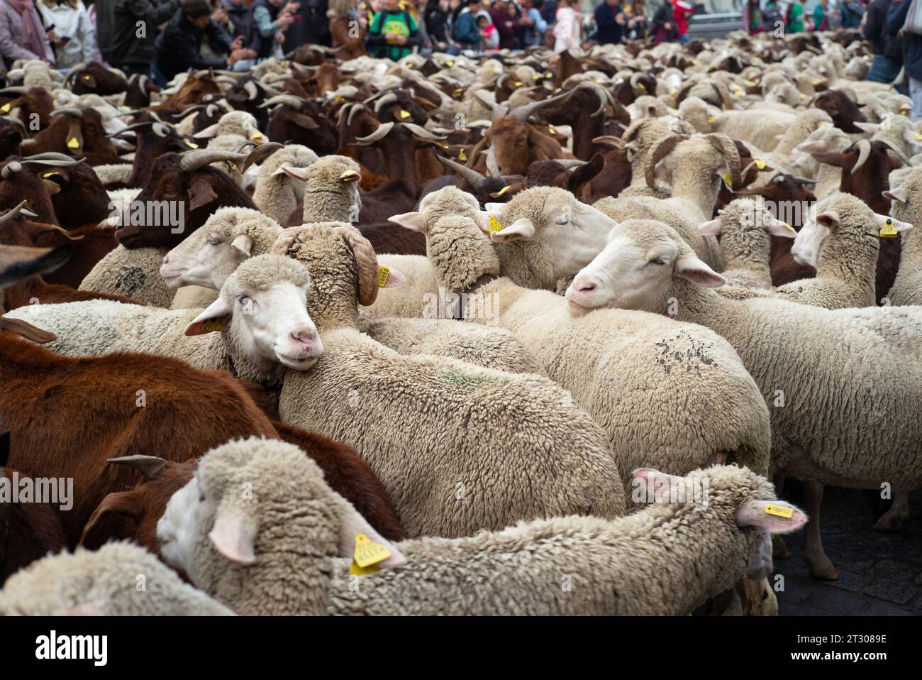 Il gregge di pecore e capre, accompagnato da pastori, passa attraverso le strade del centro di Madrid durante la transumanza, celebrata ogni anno. 2 ottobre Foto Stock