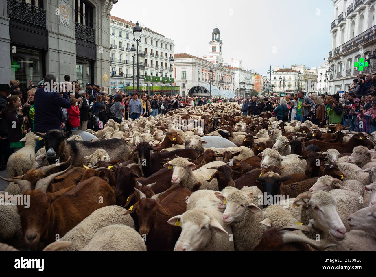 Il gregge di pecore e capre, accompagnato da pastori, passa attraverso le strade del centro di Madrid durante la transumanza, celebrata ogni anno. 2 ottobre Foto Stock