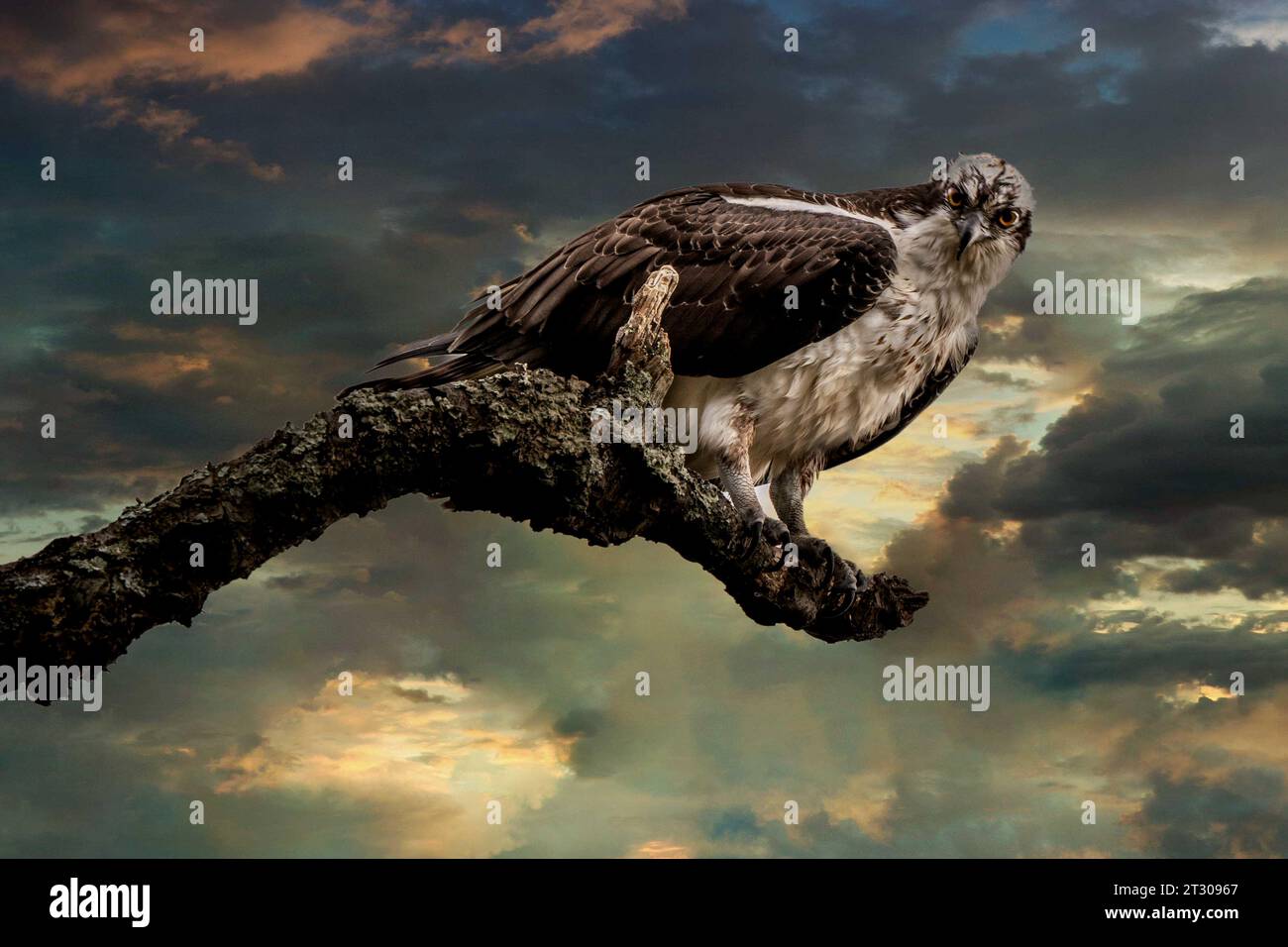 Un Osprey siede penosamente su un Pearca in cerca di preda dopo una tempesta autunnale con occhi intensamente sguardi Foto Stock