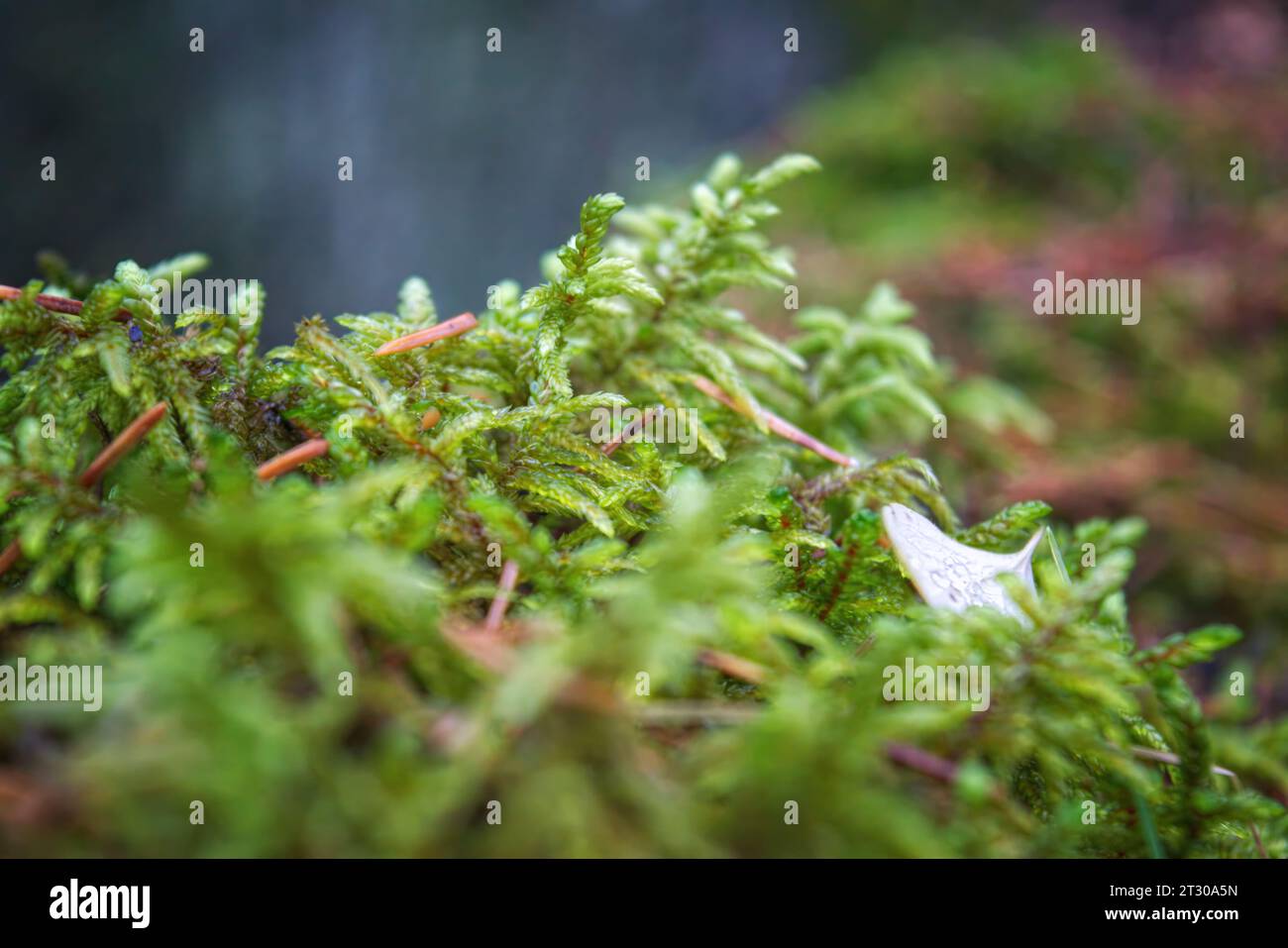 Germogli verdi di muschio di sfinno che crescono nella foresta da vicino. Nome scientifico internazionale Sphagnum palustre. Foto Stock