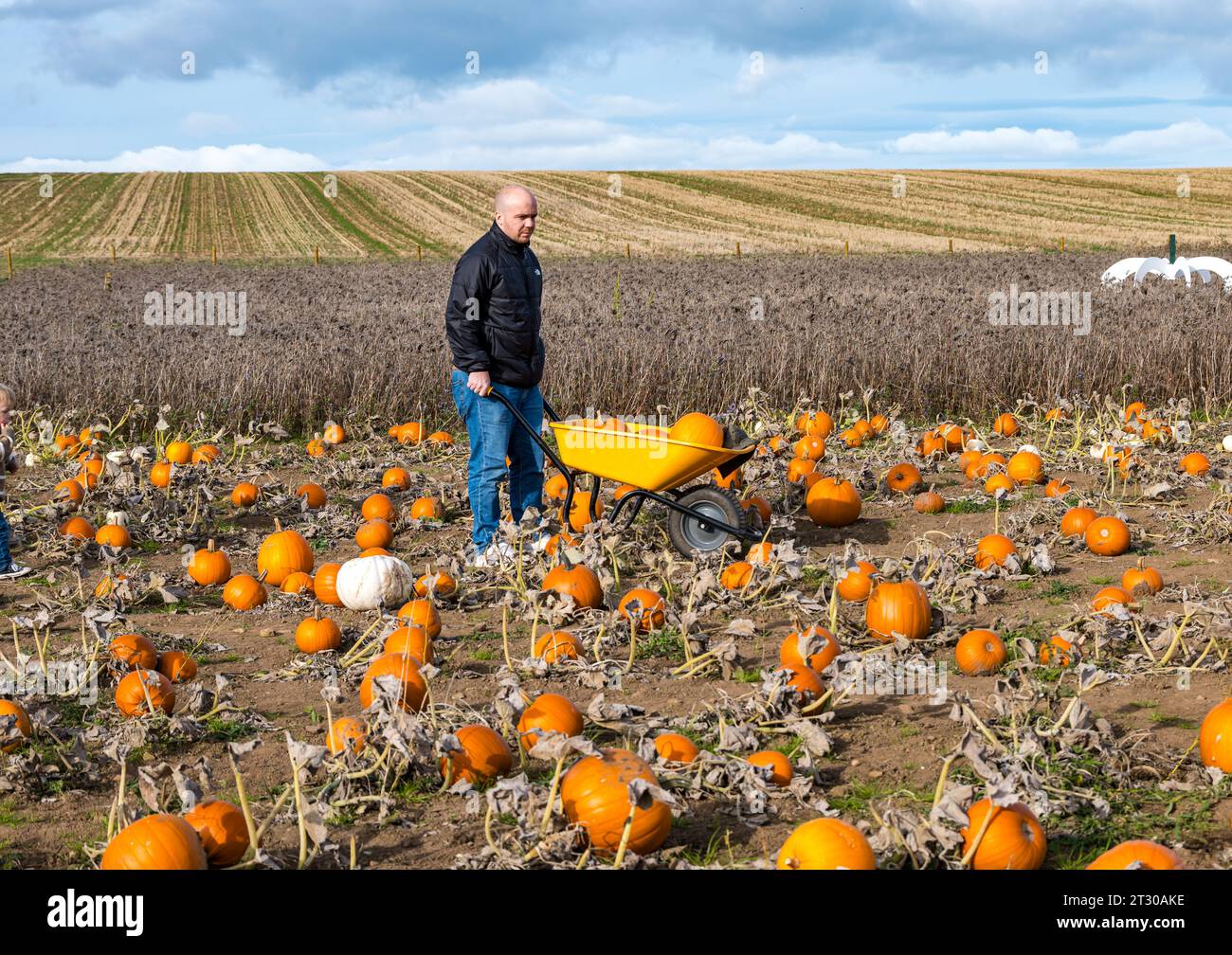 Un uomo spinge una carriola nel campo alla zona di zucca di Kilduff Farm con il tempo soleggiato, East Lothian, Scozia, Regno Unito Foto Stock