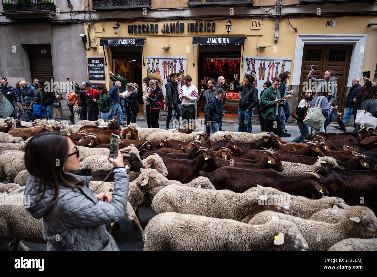 Madrid, Spagna. 22 ottobre 2023. Un gregge di pecore è visto nel centro della città per l'annuale festival della transumanza. Il Festival della transumanza è un evento tradizionale con migliaia di pecore che riempiono le strade principali della capitale spagnola. Dal 1994, questo evento rivendica il ruolo della transumanza e dell'allevamento estensivo come strumento per la conservazione della biodiversità e la lotta al cambiamento climatico. Crediti: Marcos del Mazo/Alamy Live News Foto Stock