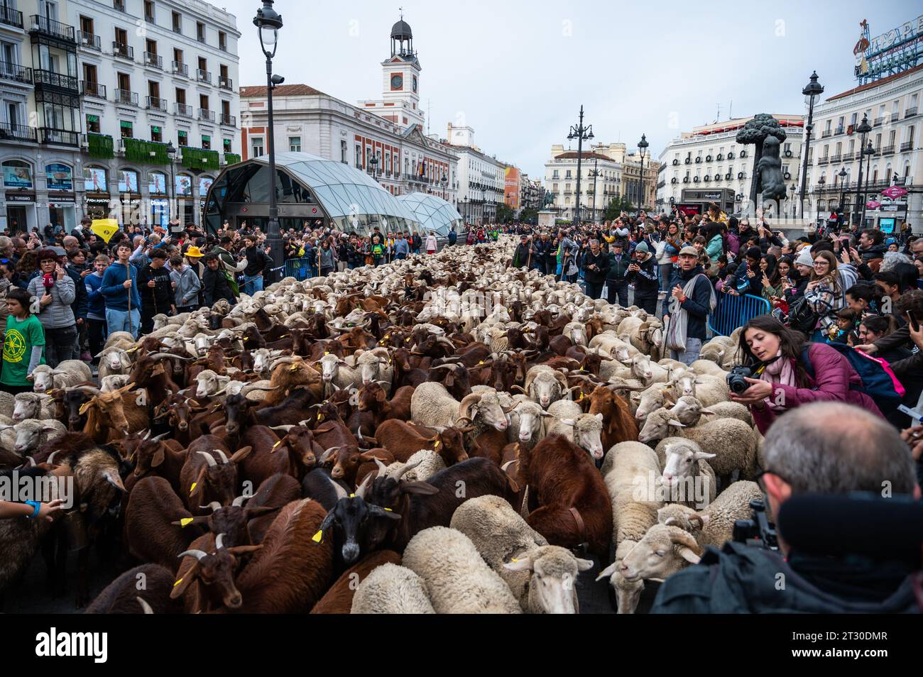 Madrid, Spagna. 22 ottobre 2023. Un gregge di pecore è visto nel centro della città per l'annuale festival della transumanza. Il Festival della transumanza è un evento tradizionale con migliaia di pecore che riempiono le strade principali della capitale spagnola. Dal 1994, questo evento rivendica il ruolo della transumanza e dell'allevamento estensivo come strumento per la conservazione della biodiversità e la lotta al cambiamento climatico. Crediti: Marcos del Mazo/Alamy Live News Foto Stock