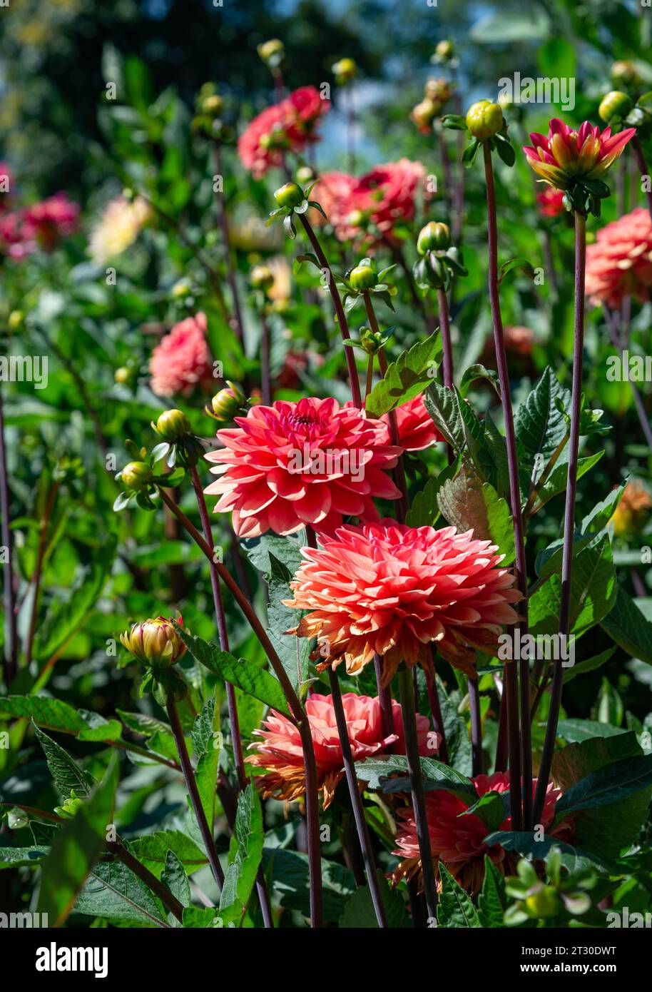 campione di pompom rosso fiore dahlia Foto Stock