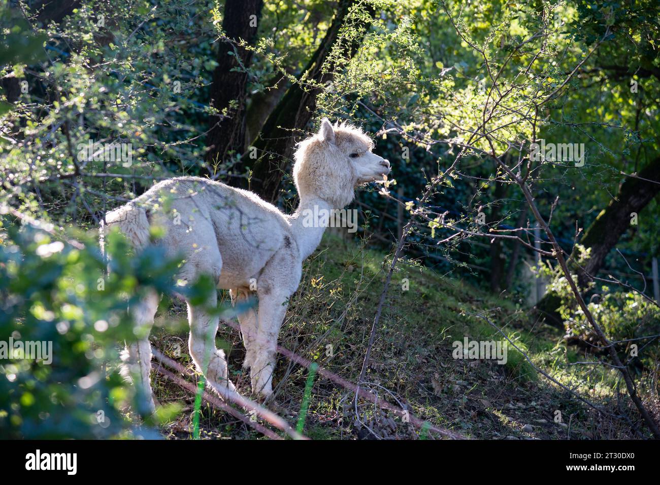 Esemplare di mammifero ruminante alpaca originario del Sud America Foto Stock
