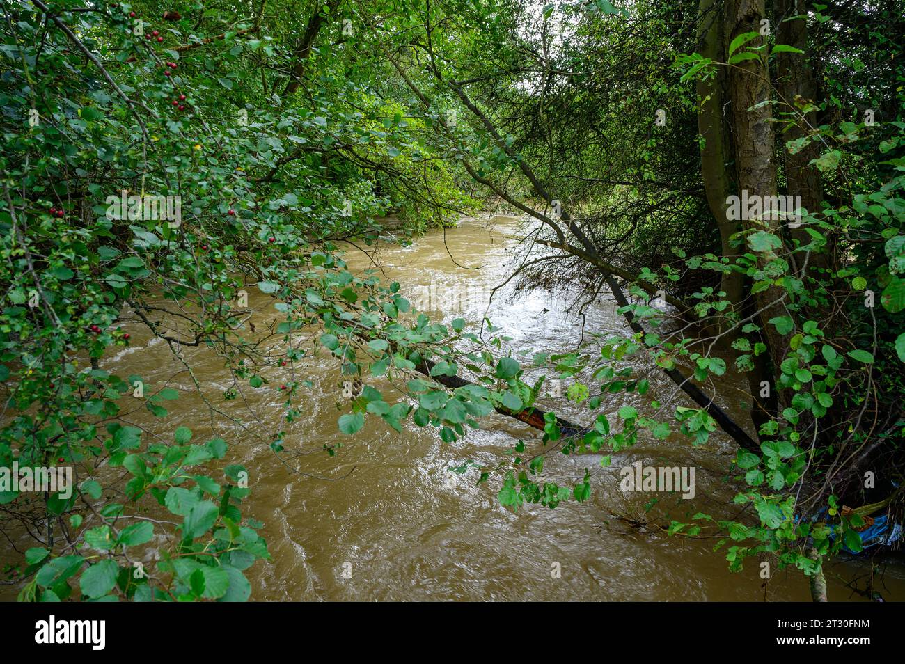 Piccolo fiume in piena dopo forti piogge a seguito di Storm Babet ha colpito il Regno Unito. Foto Stock