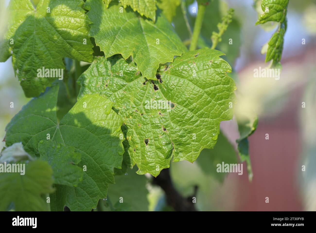 Vite e foglie d'uva danneggiate dal gelo. Foglie caratterizzate da distorsione. Foto Stock