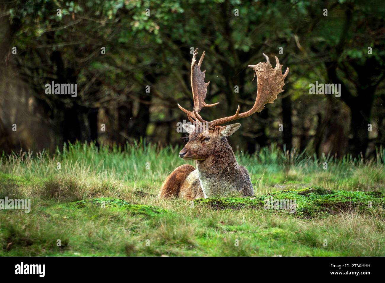 Cespugli di cervo durante la stagione di taglio. Foto Stock