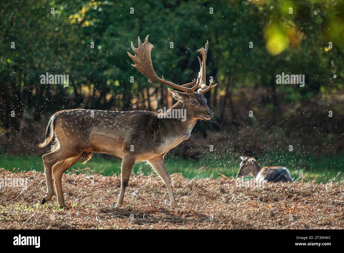 Cespugli di cervo durante la stagione di taglio. Foto Stock