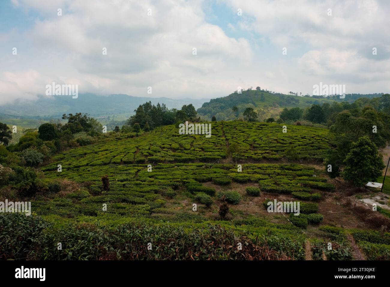 Ammira il pittoresco arazzo di campi da tè e colline ondulate, dove il verde lussureggiante si intreccia con il paesaggio. Foto Stock