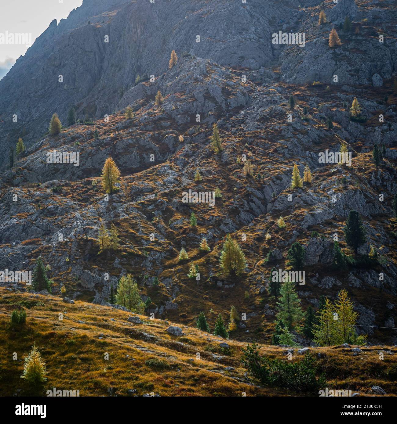 Gli alberi di larice dorati sono sparsi su una montagna Foto Stock