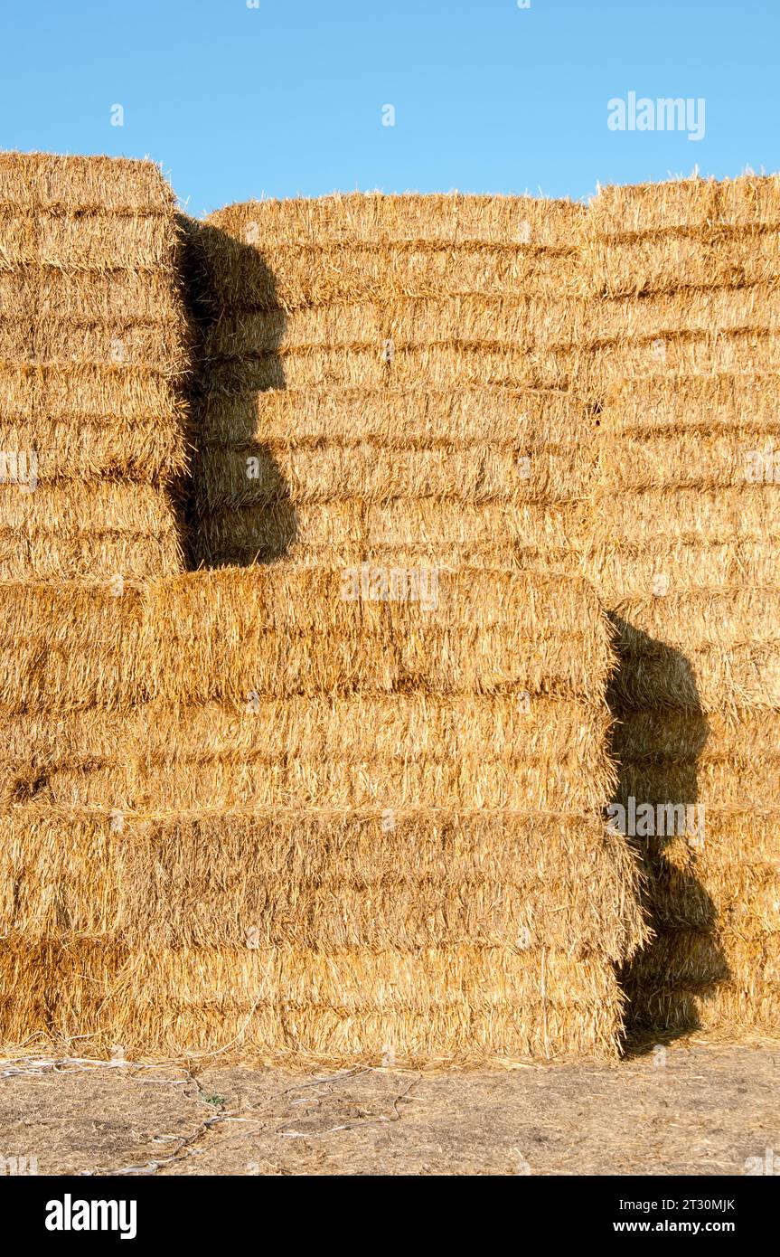 Haystacks. Balle da fieno in campo agricolo. Ehi Bales. Concetto di tempo di raccolta. Si tratta di agricoltura. Foto Stock