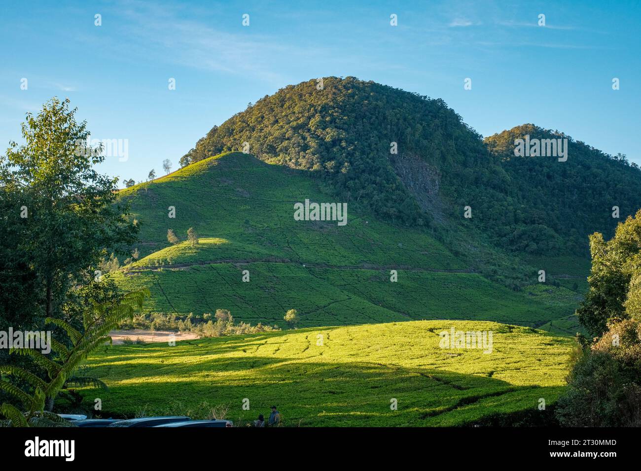 Scopri il fascino sereno di una collina verde, che ricorda lo sfondo iconico di Windows. Piccoli cespugli punteggiano il paesaggio, aggiungendovi una bellezza senza tempo Foto Stock