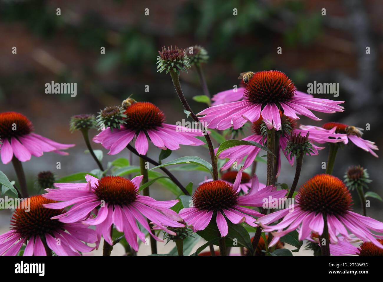 Echinacea Foto Stock