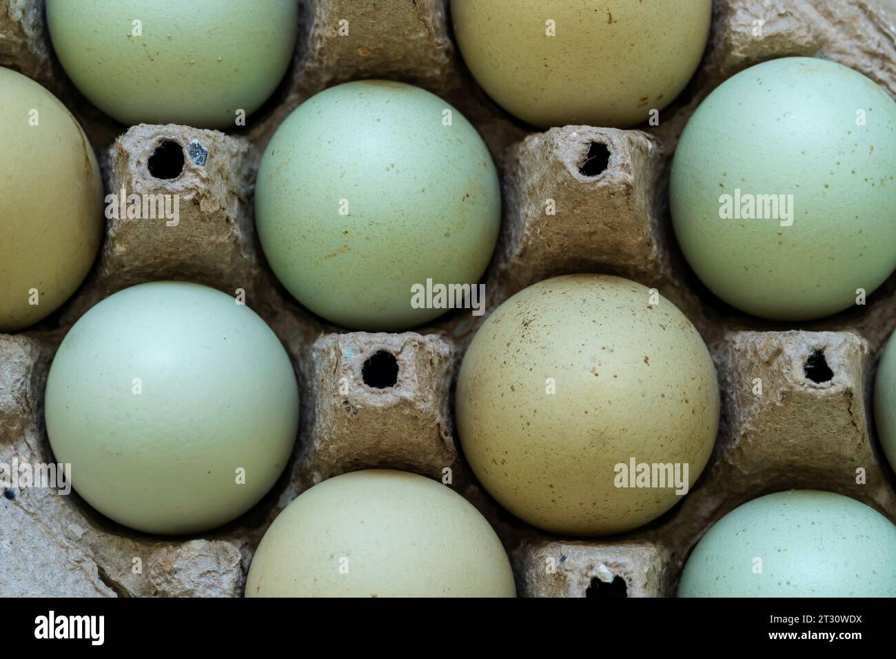 Primi piani di uova blu colorate su sfondo isolato. Concetto di cibo agricolo biologico e sano. Foto Stock