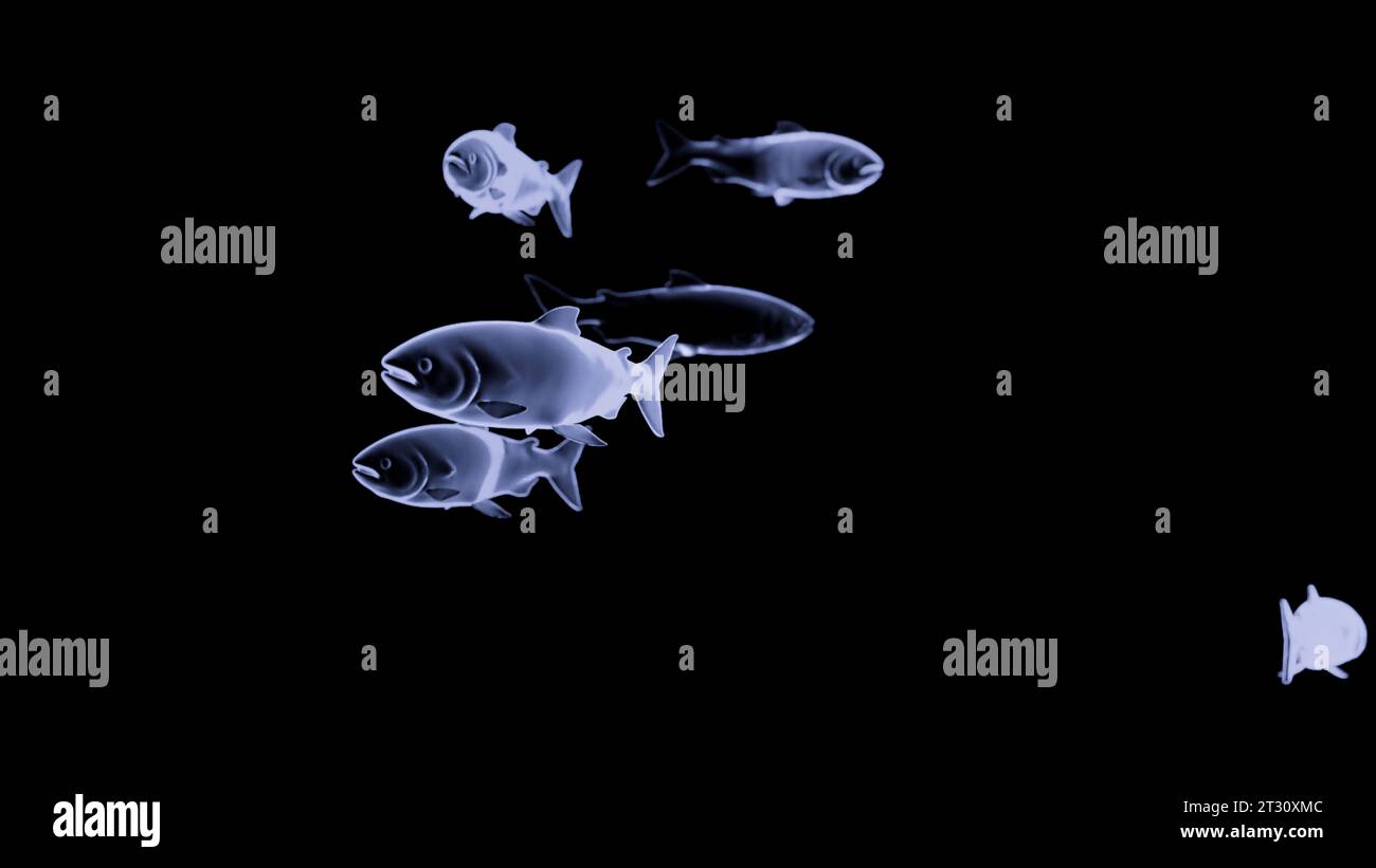 Silhouette astratte e fluide di pesci colorati isolati su sfondo nero Design. Creature marine ologrammi sott'acqua. Foto Stock
