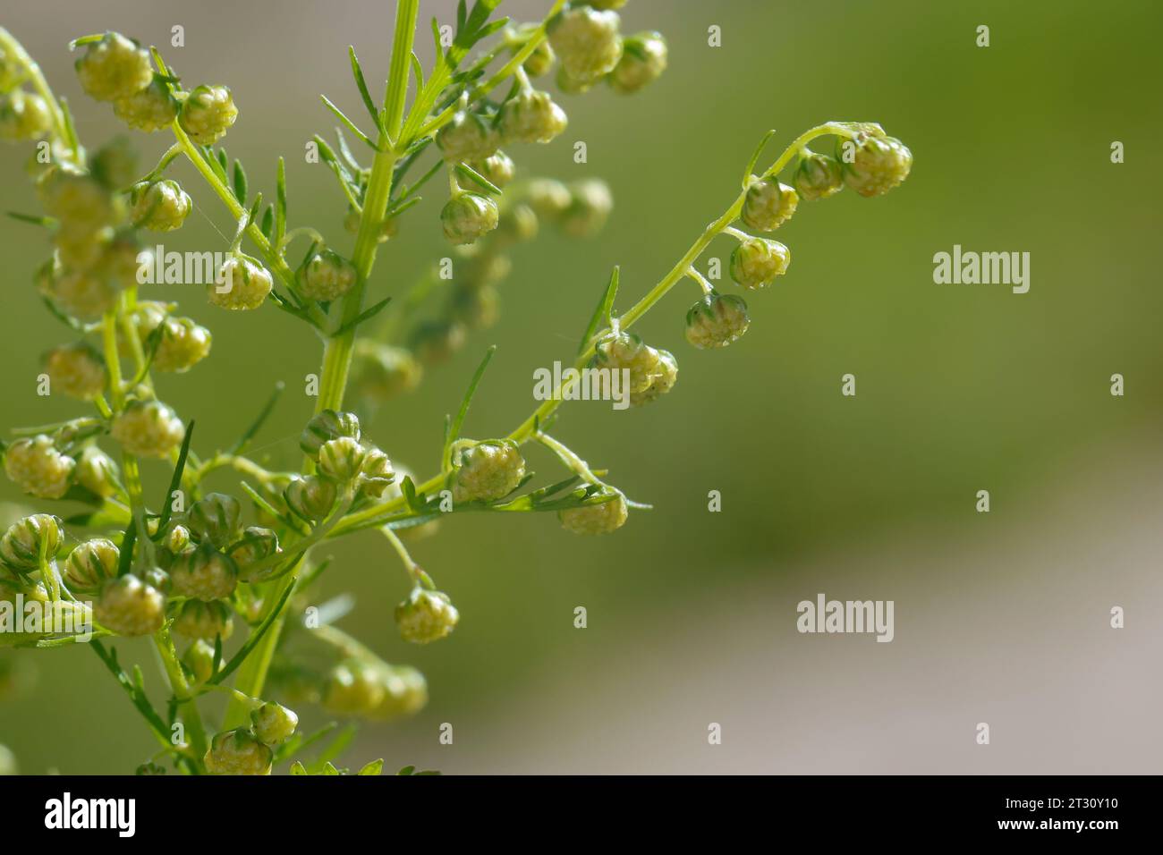 Einjähriger Beifuß, Einjähriger Beifuss, Artemisia annua, Artemisia chamomilla, dolce assenzio, dolce annie, dolce sagewort, annuale Artemisia annua wo Foto Stock