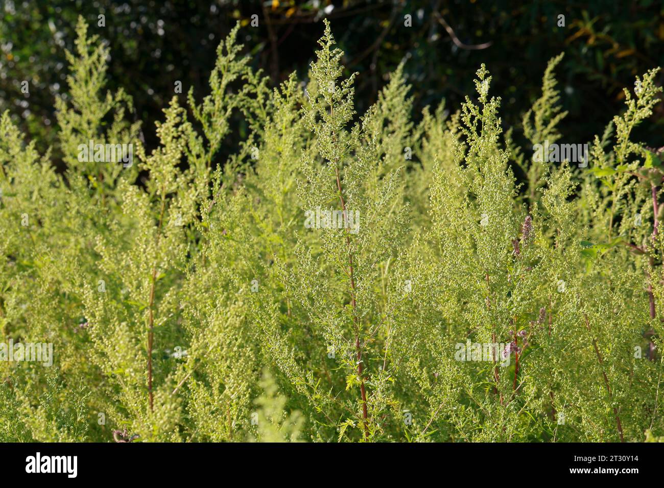 Einjähriger Beifuß, Einjähriger Beifuss, Artemisia annua, Artemisia chamomilla, dolce assenzio, dolce annie, dolce sagewort, annuale Artemisia annua wo Foto Stock